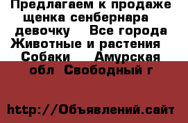 Предлагаем к продаже щенка сенбернара - девочку. - Все города Животные и растения » Собаки   . Амурская обл.,Свободный г.